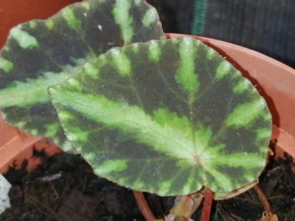 Impatiens niamniamensis, foto 7