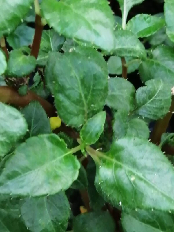 Impatiens niamniamensis, foto 3