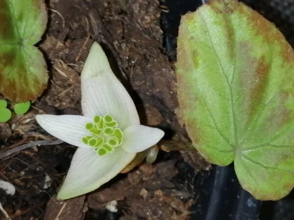 Impatiens niamniamensis, foto 9
