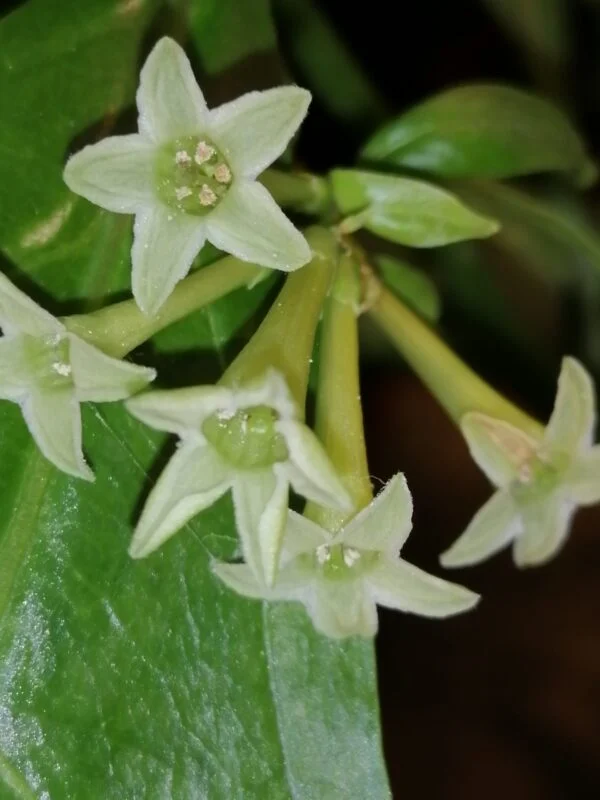 Impatiens niamniamensis, foto 10