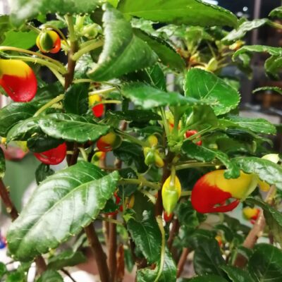 Impatiens niamniamensis