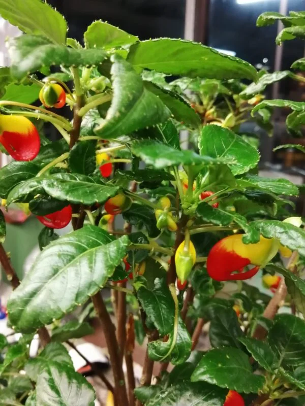 Impatiens niamniamensis, pianta da interno