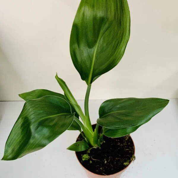 Begonia melanobullata, foto 3