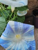 Ipomea 'Flying saucers'