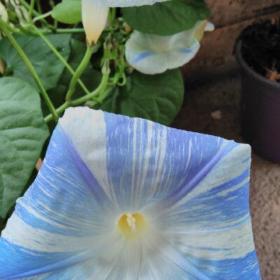 Ipomea 'Flying saucers'