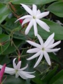 Jasminum nitidum sin. laurifolium