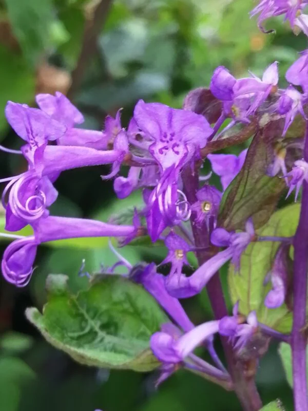 Jasminum nitidum sin. laurifolium, foto 2