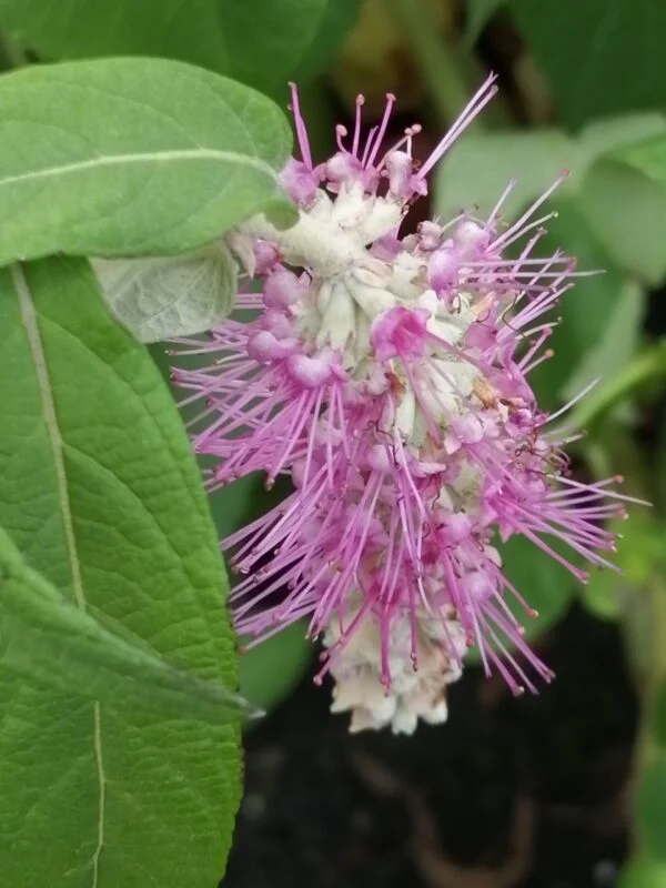 Jasminum nitidum sin. laurifolium, foto 3