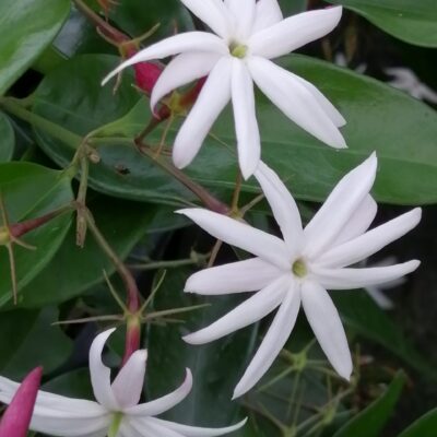 Jasminum nitidum sin. laurifolium