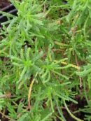 Santolina viridis 'oliva'