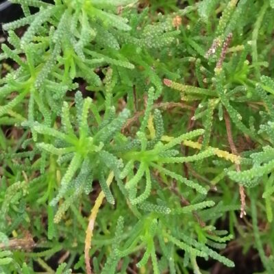 Santolina viridis 'oliva'