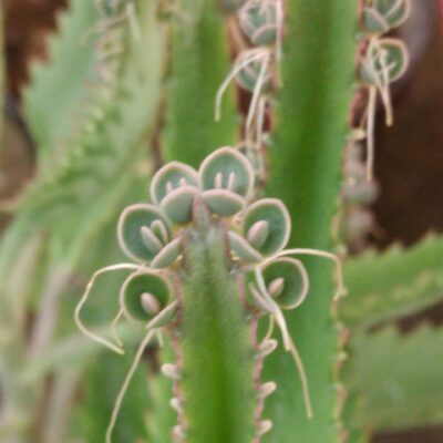 Kalanchoe daigremontiana