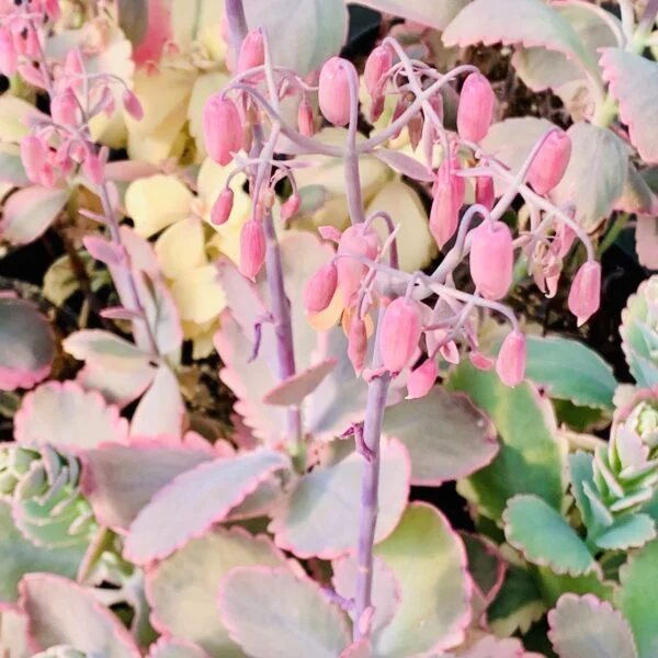 Kalanchoe fedtschenkoi, pianta da interno