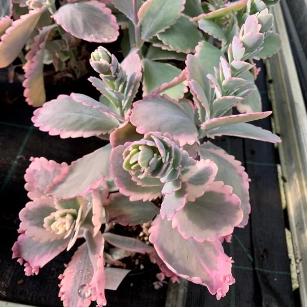 Kalanchoe fedtschenkoi, foto 5
