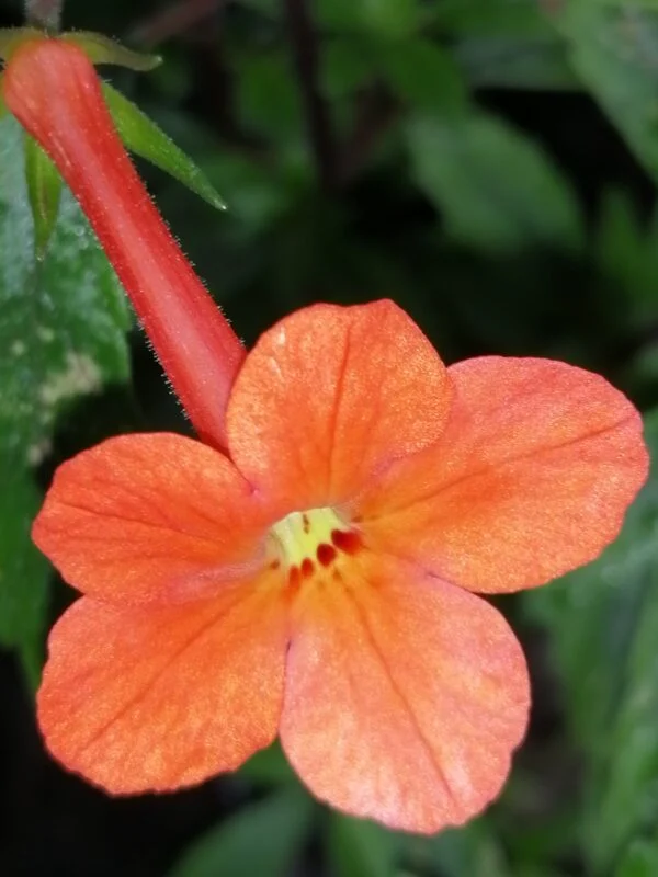 Leonotis leonurus, foto 3