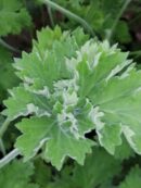 Pelargonium 'Old Scarlet Unique'