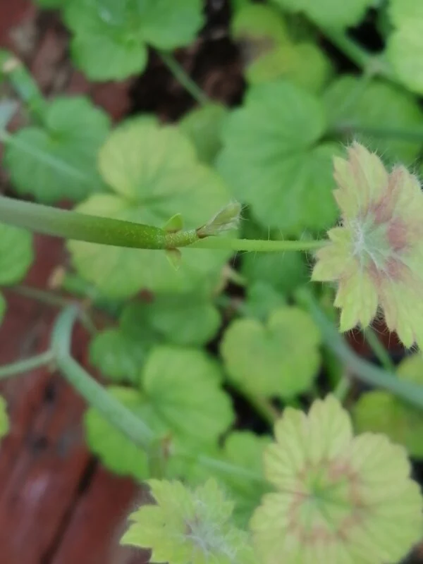 Leonotis leonurus, foto 6