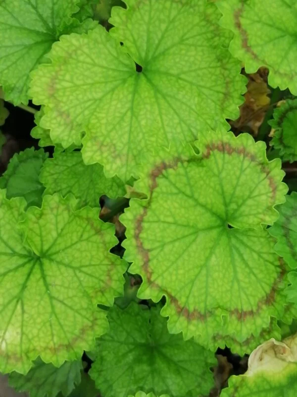 Pelargonium Distinction, pianta da esterno