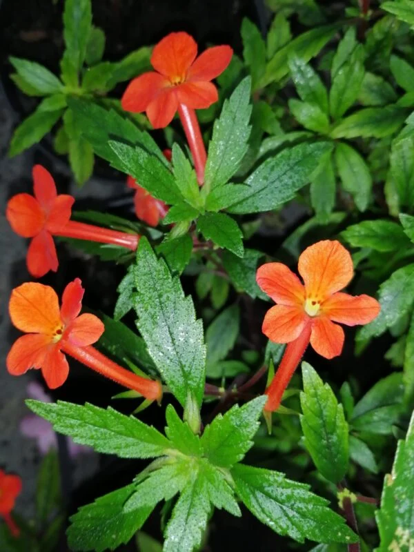Leonotis leonurus, foto 2