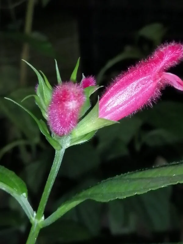Salvia oxyphora, pianta da esterno