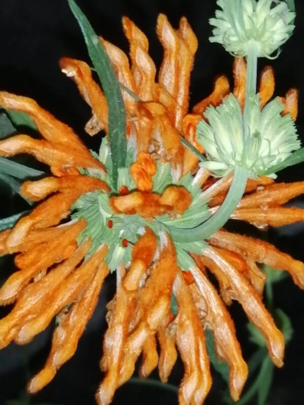 Leonotis leonurus, foto 10