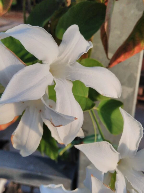 Mandevilla laxa (Suaveolens), pianta da esterno