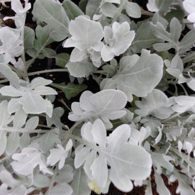 Centaurea cineraria 'Candidissima'