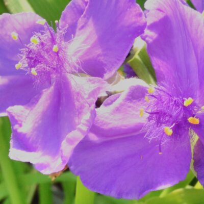 Tradescantia Concord Grape (Andersoniana Group)