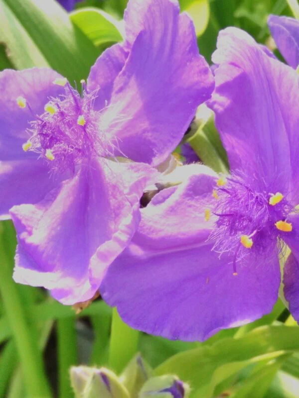 Tradescantia Concord Grape (Andersoniana Group), pianta da esterno