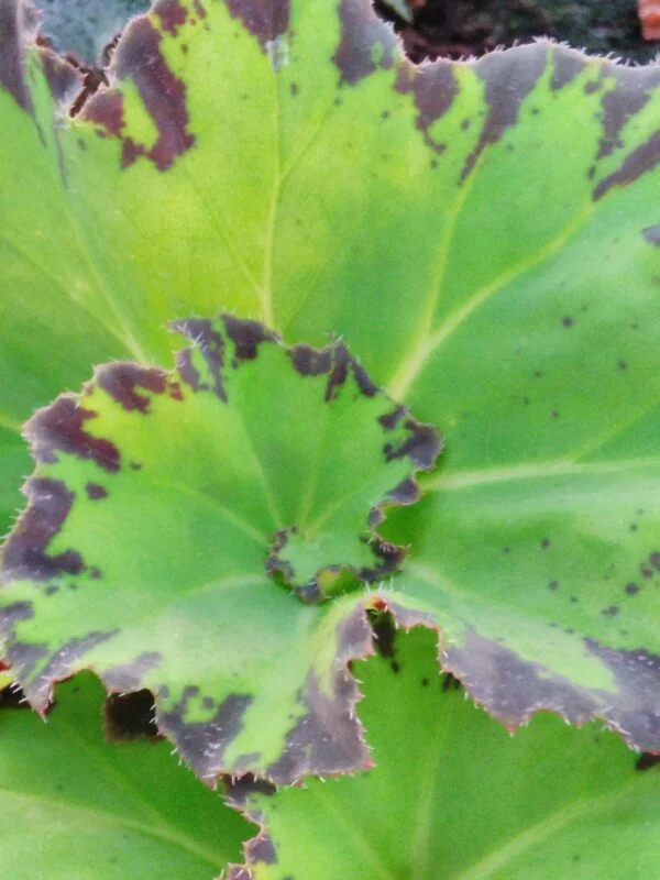 Begonia 'Limeade', pianta da interno
