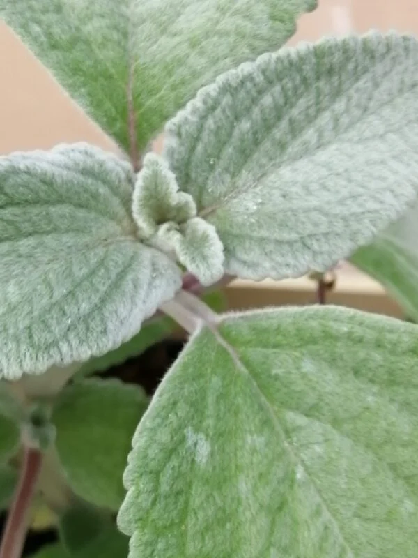 Mimosa pudica Sensitiva, foto 3