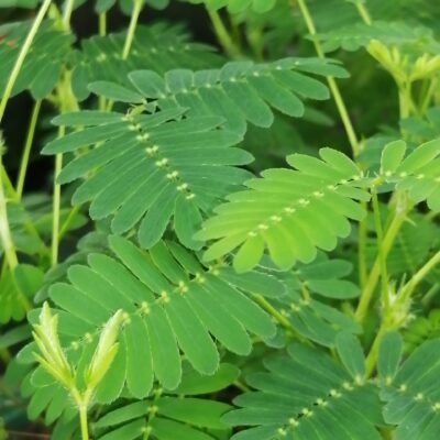 Mimosa pudica Sensitiva