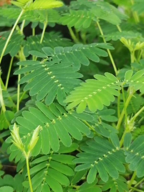 Mimosa pudica Sensitiva, pianta da interno e da esterno