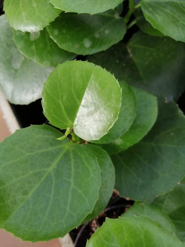 Monstera obliqua leichtlinii, foto 13
