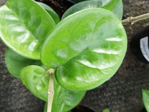 Monstera obliqua leichtlinii, foto 14