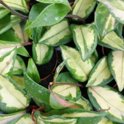 Hoya carnosa Variegata Rubra