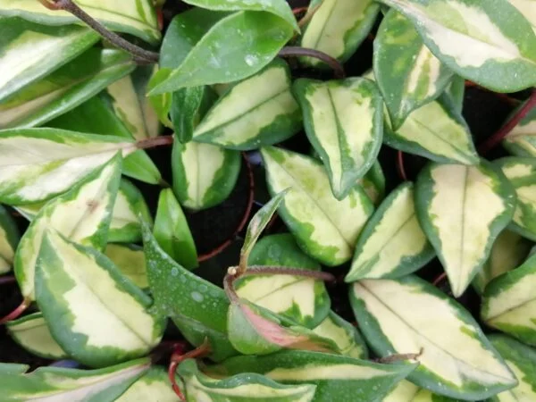 Hoya carnosa Variegata Rubra, pianta da interno