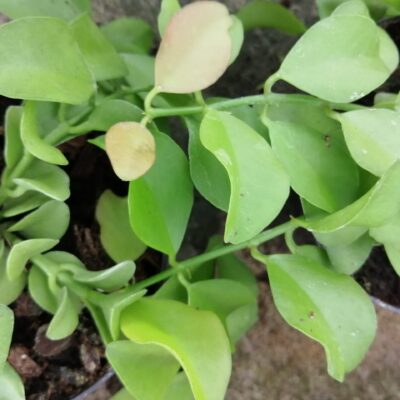 Dischidia oiantha , sin Dischidia geri