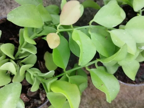 Dischidia oiantha , sin Dischidia geri, pianta da interno