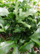 Microsorum diversifolium