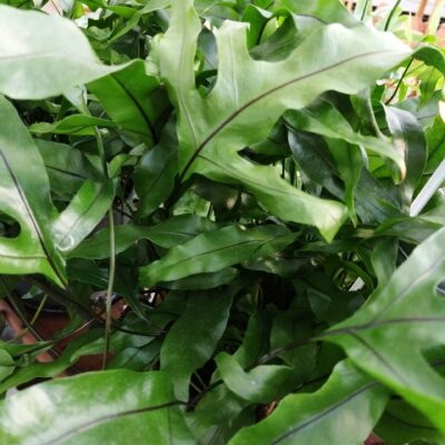 Microsorum diversifolium