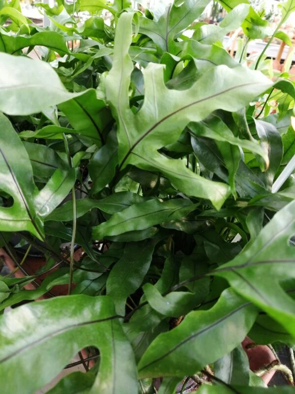Microsorum diversifolium, pianta da terrario