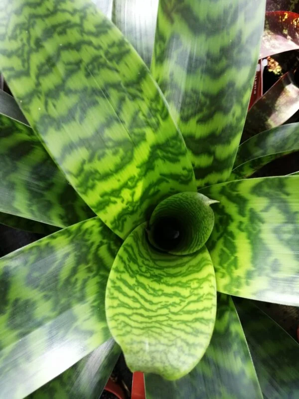 Monstera obliqua leichtlinii, foto 7