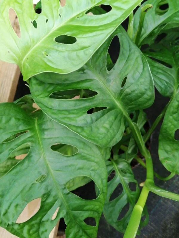 Monstera obliqua leichtlinii, foto 3