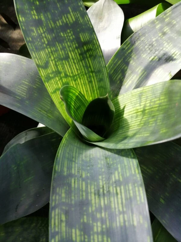 Monstera obliqua leichtlinii, foto 9