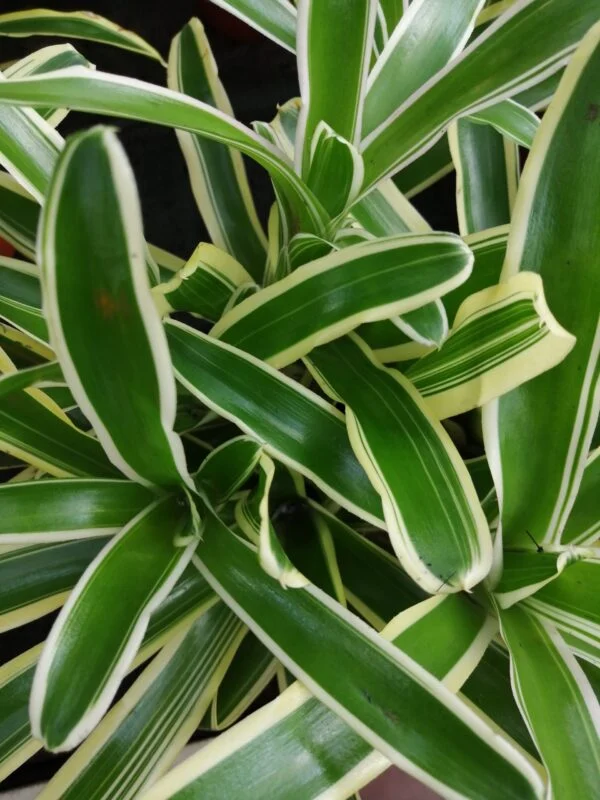 Monstera obliqua leichtlinii, foto 10