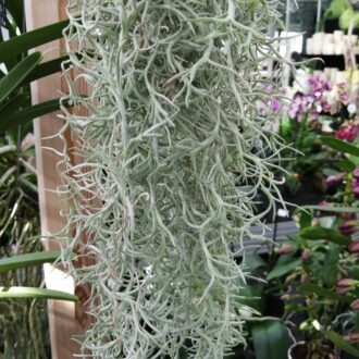 Tillandsia usneoides