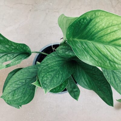 Monstera pinnatipartita