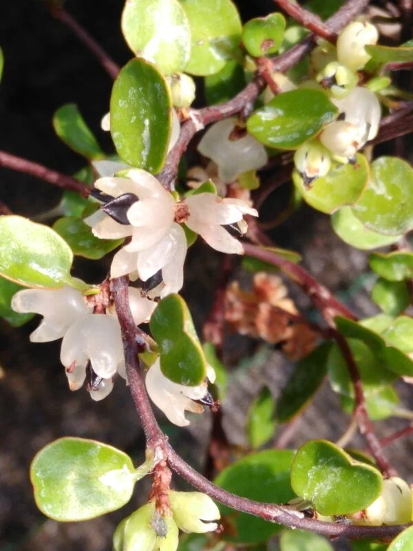 Muehlenbeckia complexa, foto 2