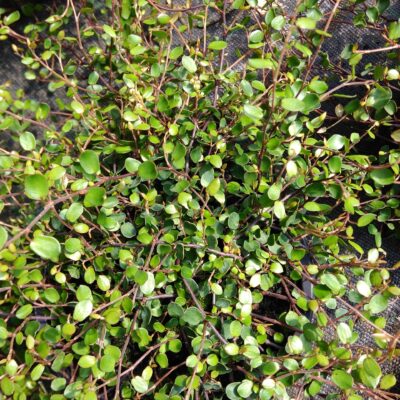 Muehlenbeckia complexa
